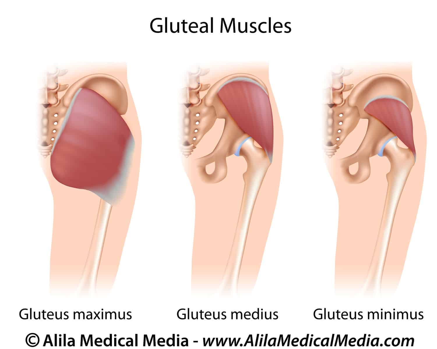 Gluteal muscles