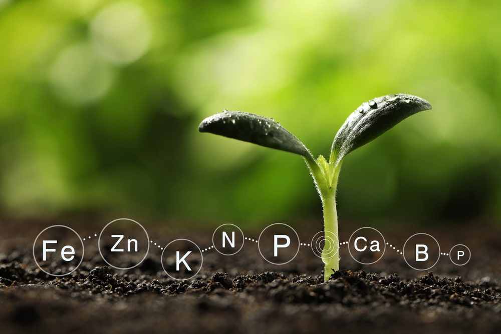 Green seedling with water drops on leaves growing in soil, close